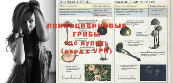дмт Алзамай